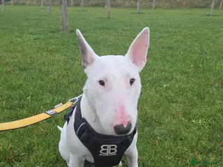 English Bull Terrier dogs Beautiful Tia - Advert 7