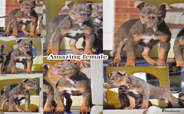 Olde English Bulldogge dogs - Advert 1