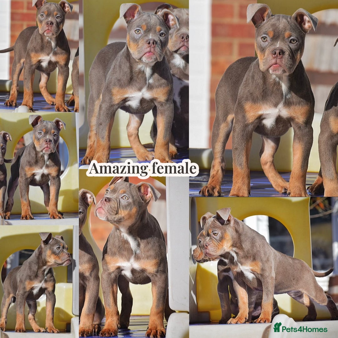 Olde English Bulldogge dogs for sale: COUNCIL APPROVED 5⭐️RATED.. 23 YEARS EXPERIENCE  - Image 4