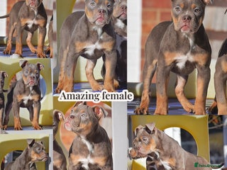 Olde English Bulldogge dogs - Advert 1