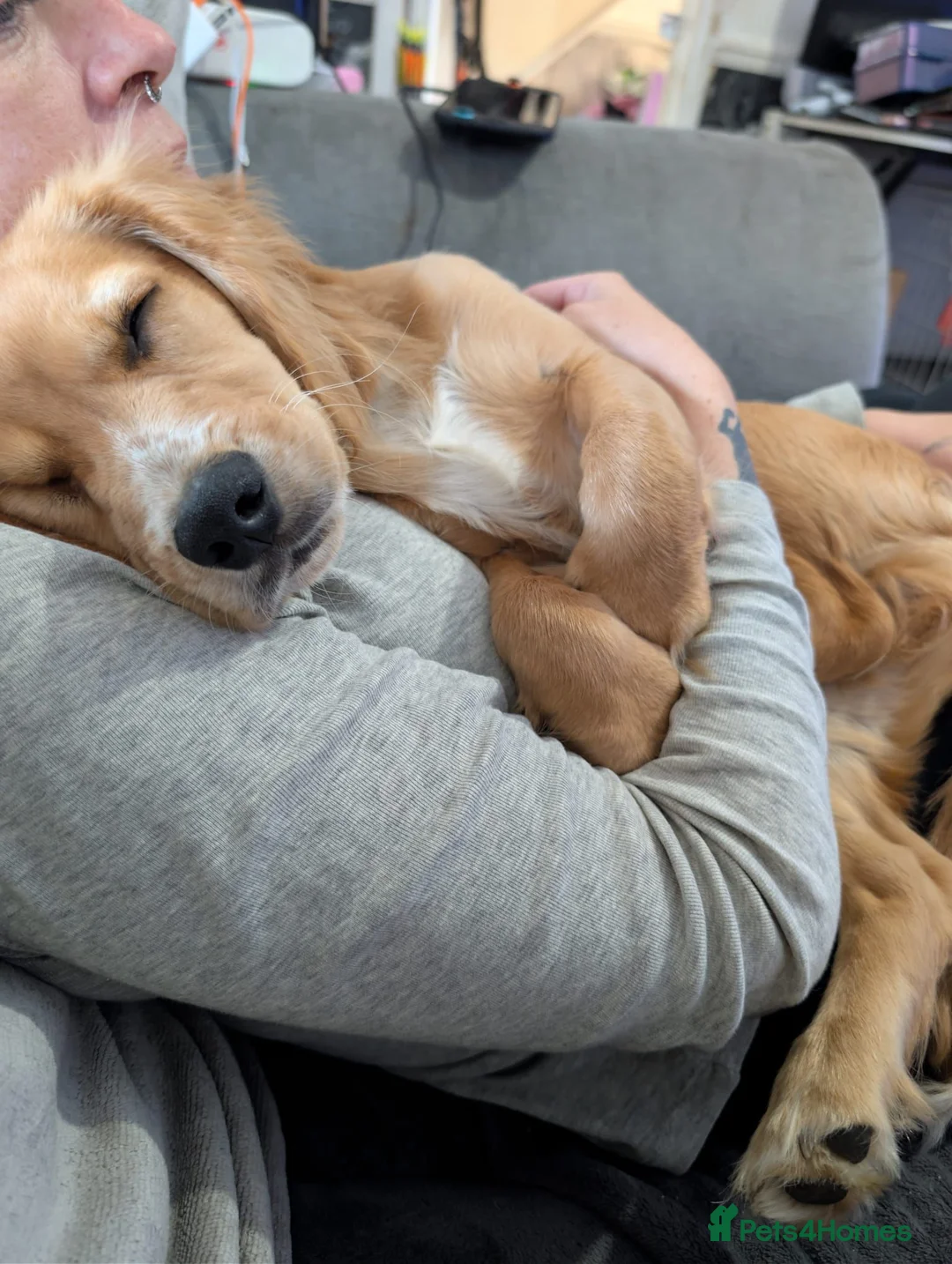Cocker Spaniel dogs for adoption: Cocker Spaniel Needs New Home  in Mitcham - Advert 2