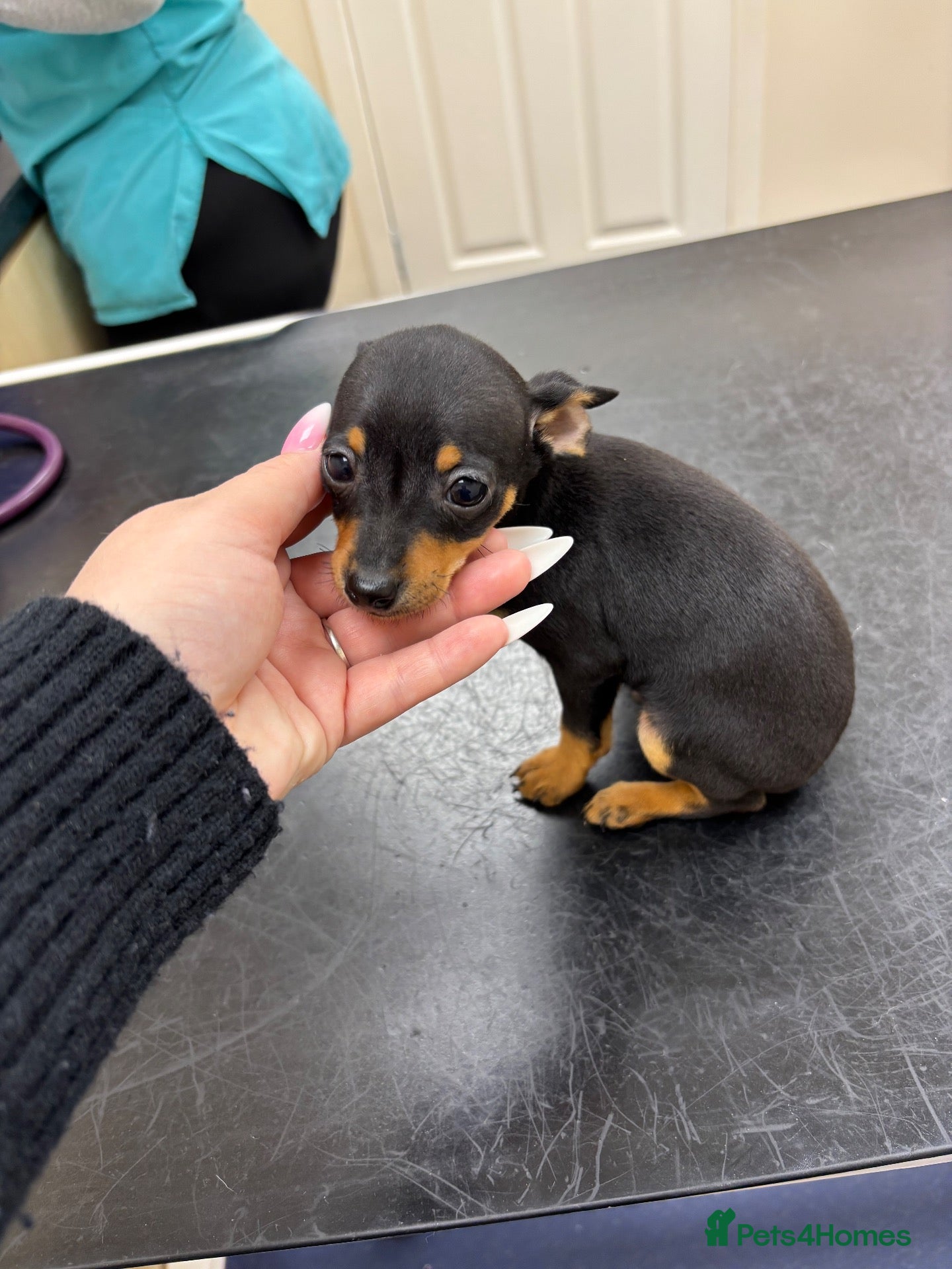 Miniature Pinscher dogs for sale: L miniature pincher puppy’s left 💙💙💙 - Advert 8
