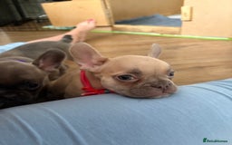 French Bulldog dogs for sale: Last 3 pups available !!Kc French bulldog puppy’s  - Image 32