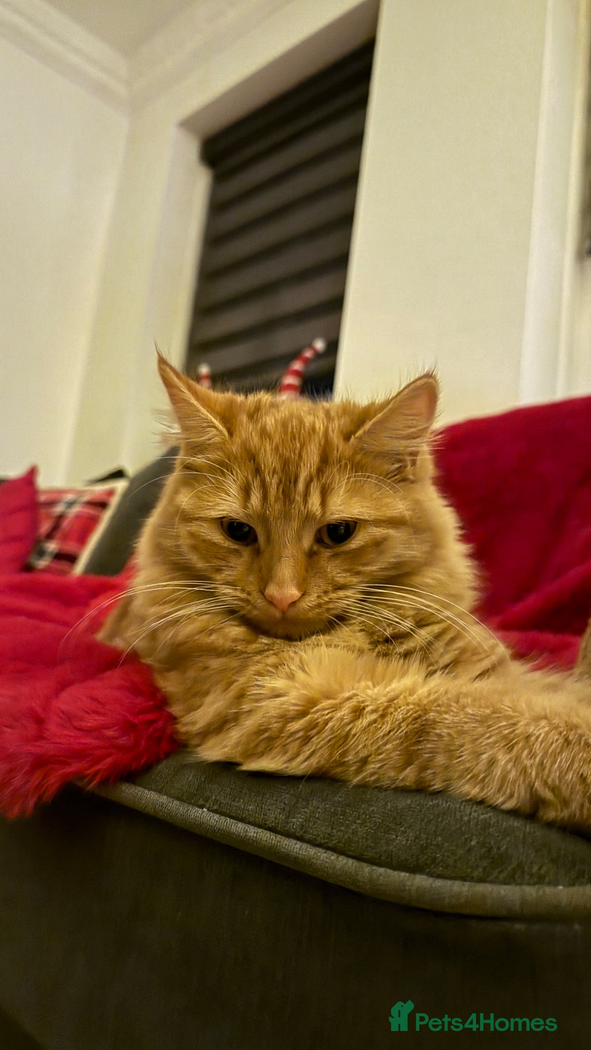 British Longhair cats Adorable ginger kittens ready for forever homes  - Advert 5