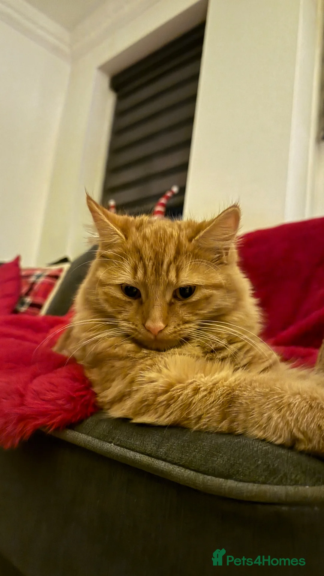 British Longhair cats for sale: Adorable ginger kittens ready for forever homes  in Poulton-le-Fylde - Advert 1