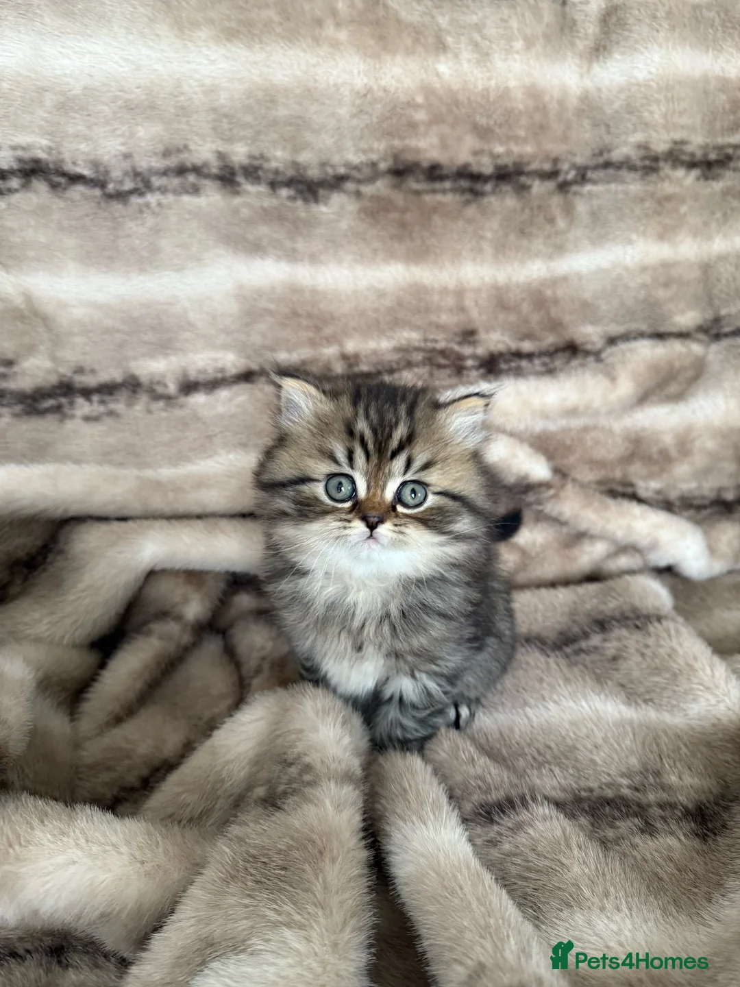 Scottish Fold cats for sale: Scottish fold/British shorthair kittens😻 - Advert 1