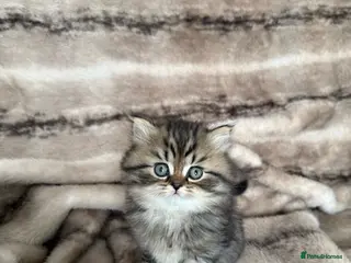 Scottish Fold cats Scottish fold/British shorthair kittens😻 - Advert 1