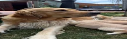 Golden Retriever dogs for sale: LARGE SIZE PURE GOLDEN RETRIEVER PUPPIES!!! - Advert 16
