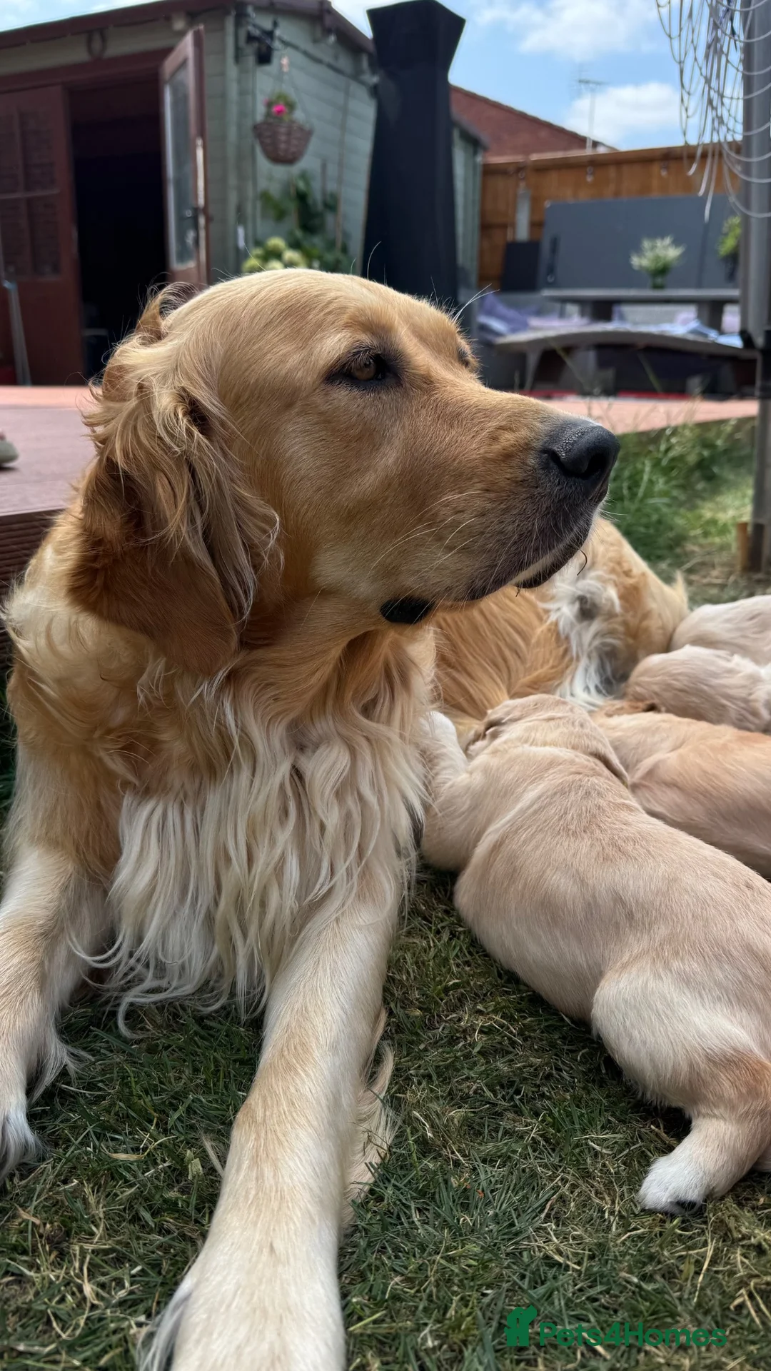 Golden Retriever dogs for sale: LARGE SIZE PURE GOLDEN RETRIEVER PUPPIES!!! - Advert 16