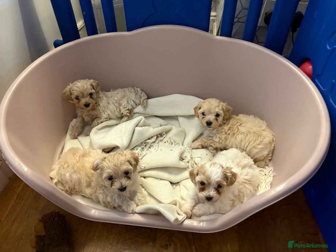 Maltipoo dogs for sale: Beautiful Parti/Cream Maltipoo puppies - Advert 3