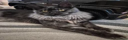 Maine Coon cats for sale: Smoke Pure Thorough Bred Maine Coon - Advert 7