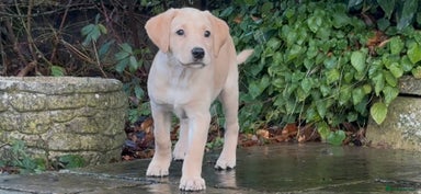 Labrador Retriever dogs Beautiful KC Registered Labrador Puppies - Advert 8