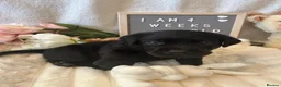 Labrador Retriever dogs for sale: Gorgeous Black Labrador Puppies  - Advert 24