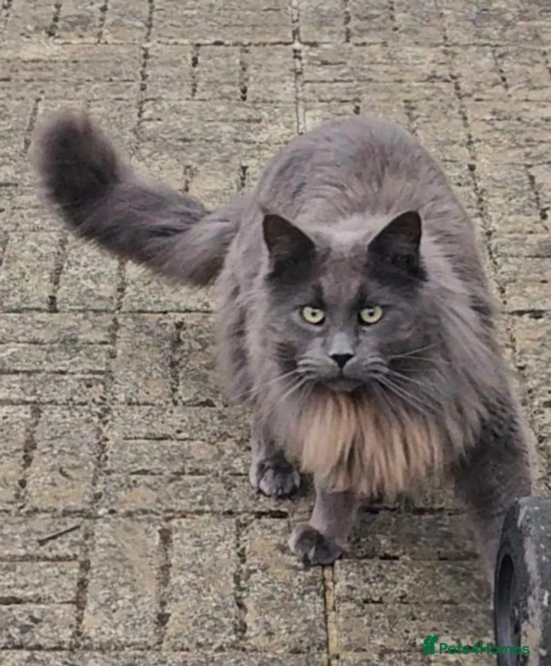 Maine Coon cats for sale: Russian Blue Maine Coon in Faringdon - Advert 4