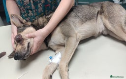 Mixed Breed dogs for adoption: 🐺 WOLFIE – A Brave Soul Ready for a New Life 🖤 - Advert 7