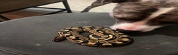 Python Snake reptiles for sale: Very sweet ball python and tank and unit  - Advert 5