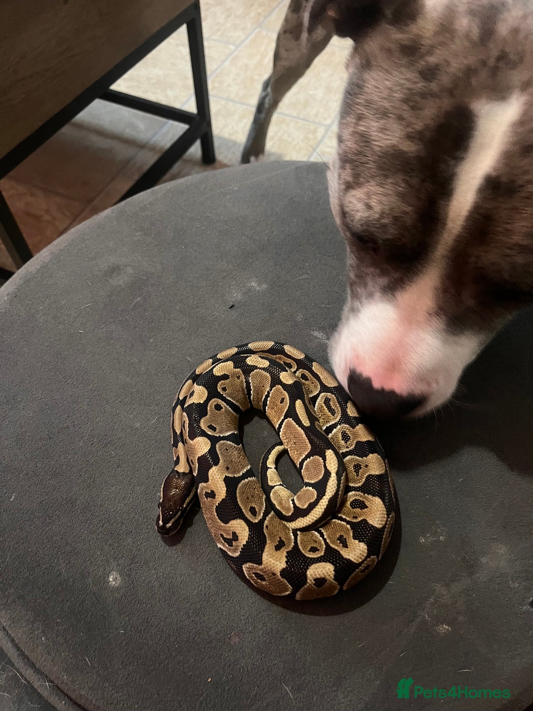 Python Snake reptiles for sale: Very sweet ball python and tank and unit  - Advert 5