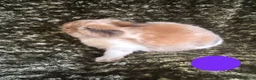Mini Lop rabbits for sale: Mini Lion Lop Bunnies - Advert 5