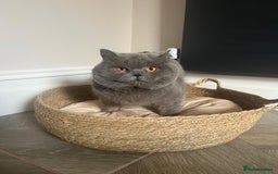 British Shorthair cats for sale: Purebred blue/White British Shorthair Kittens - Image 6