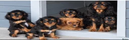 Cavalier King Charles Spaniel dogs for sale: Beautiful Cavalier King Charles Spaniel Puppies  - Advert 6
