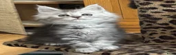 Maine Coon cats for sale: Tica registered polydactyl Maine coons  - Advert 21