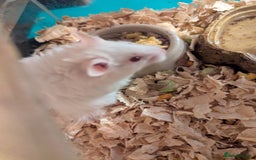Hamster rodents for sale: 4 beautiful Syrian hamsters  - Image 2