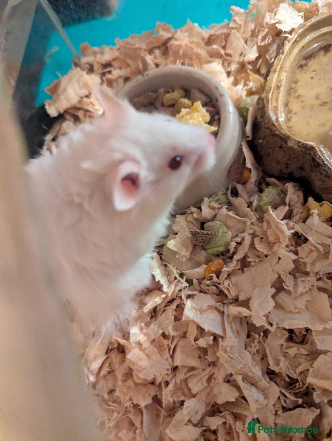 Hamster rodents for sale: 4 beautiful Syrian hamsters  - Image 2