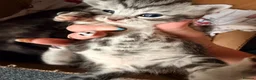 Bengal cats for sale: Grey tabby/bengal kitten  - Advert 13