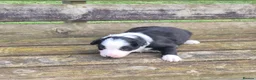 Border Collie dogs for sale: Border Collie Puppies - Advert 8