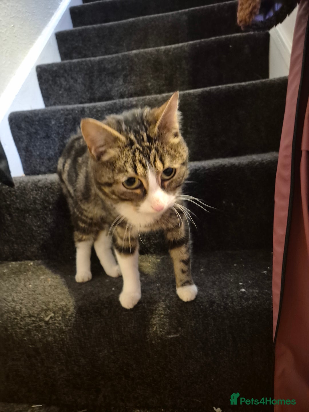 British Shorthair cats for sale: 2 cats brother and sister  - Image 1