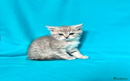 British Shorthair cats for sale: 🐾Purebred BSH kittens🐾 - Image 28