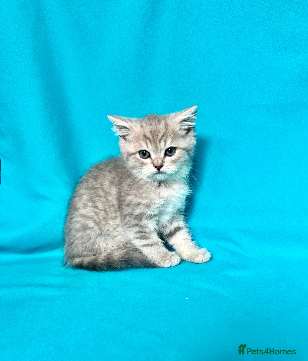 British Shorthair cats for sale: 🐾Purebred BSH kittens🐾 - Image 28