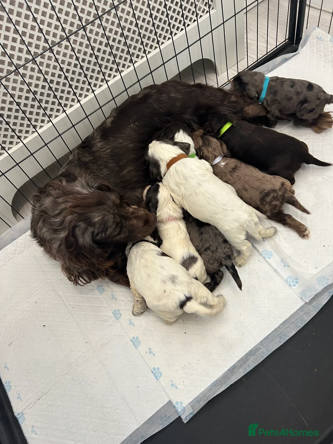 Cocker Spaniel dogs for sale: Beautiful cocker spaniel puppies  - Advert 2