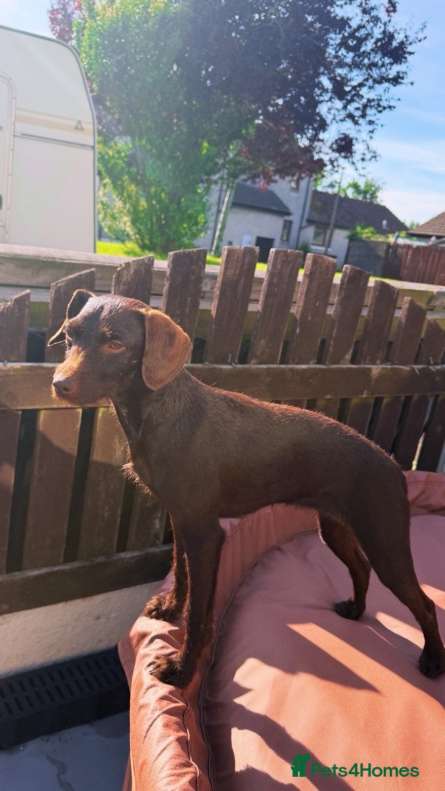 Patterdale Terrier dogs Patterdale pups  - Advert 10