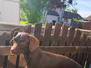 Patterdale Terrier dogs Patterdale pups - Advert 10