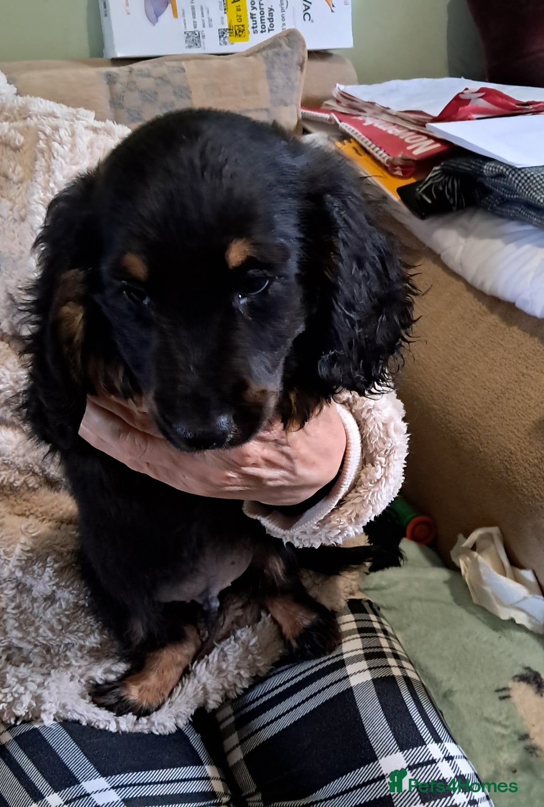 Miniature Dachshund dogs for sale: Miniture dachshund puppy last boy !!  - Advert 1