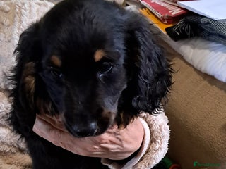 Miniature Dachshund dogs Miniture dachshund puppy - Advert 14