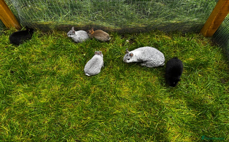 Netherland Dwarf rabbits - Advert 3
