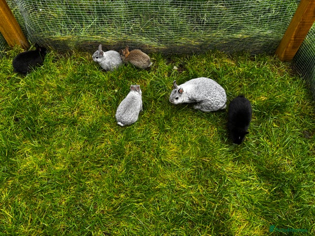 Netherland Dwarf rabbits - Advert 6