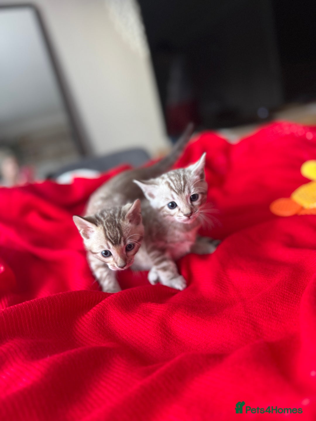 Bengal cats for sale: Purebred Bengal Kittens – Ready for Loving Homes - Advert 26