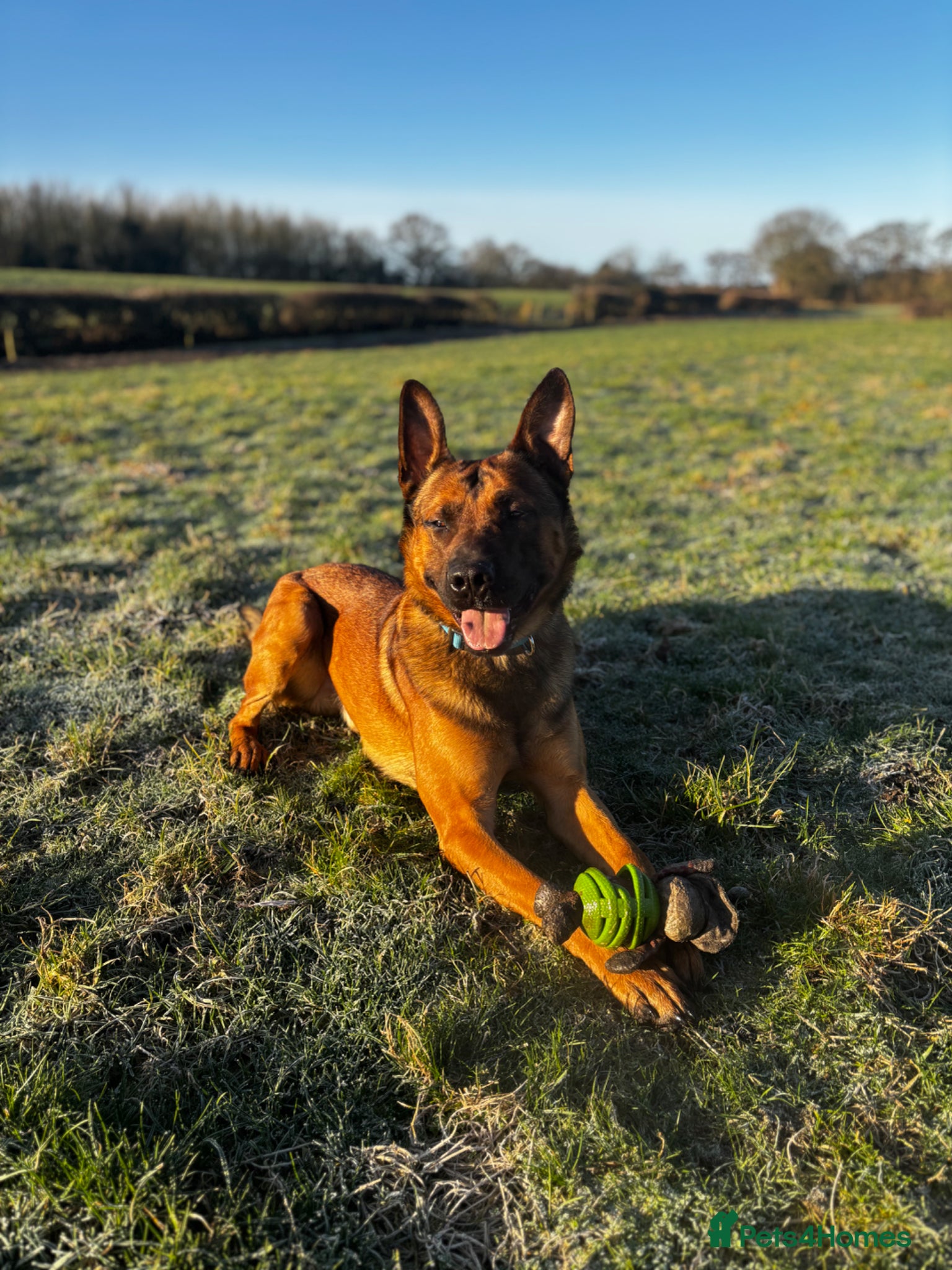 Belgian Shepherd Dog dogs for sale: Bruce Belgian Mali  in Preston - Advert 3
