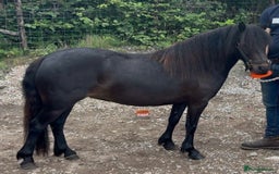 Dartmoor horses for sale: Peekhills Ava - Image 1