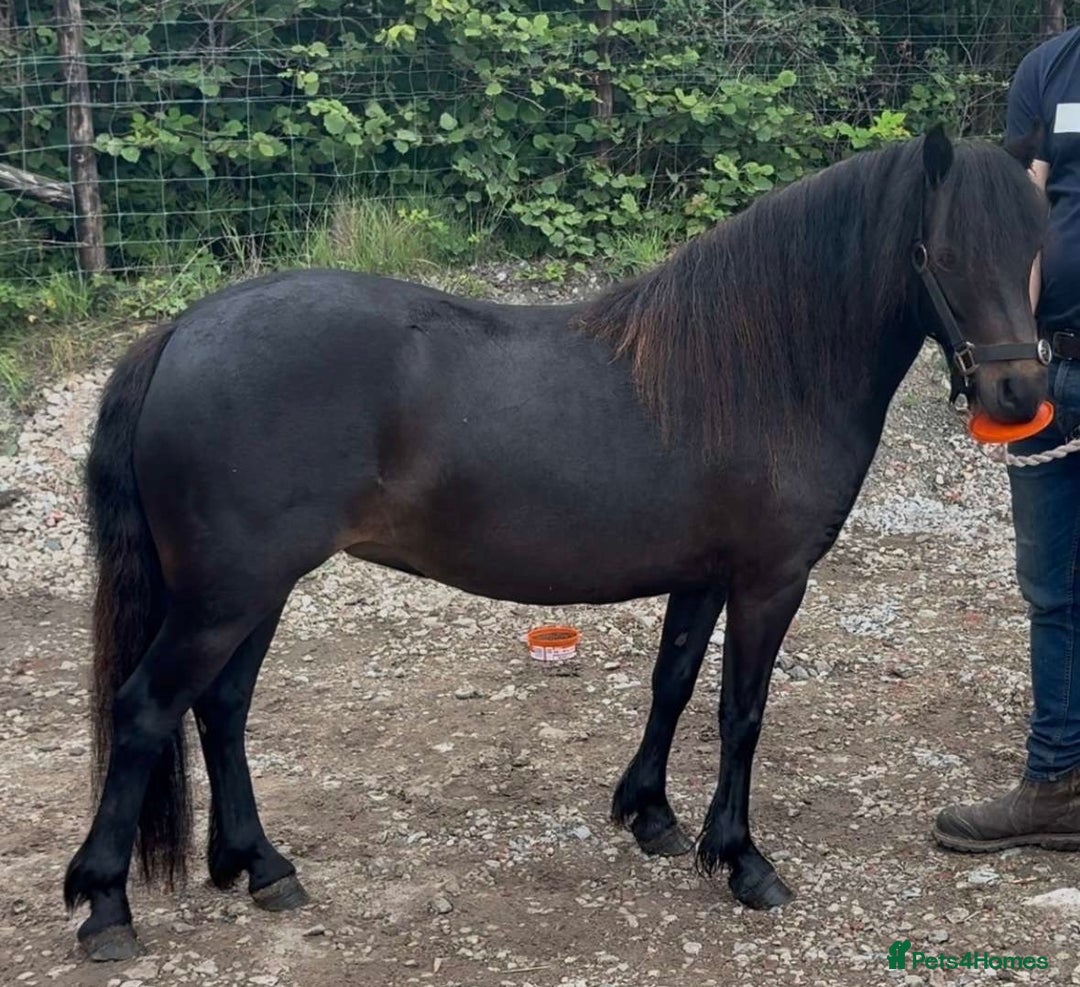 Dartmoor horses for sale: Peekhills Ava - Image 1