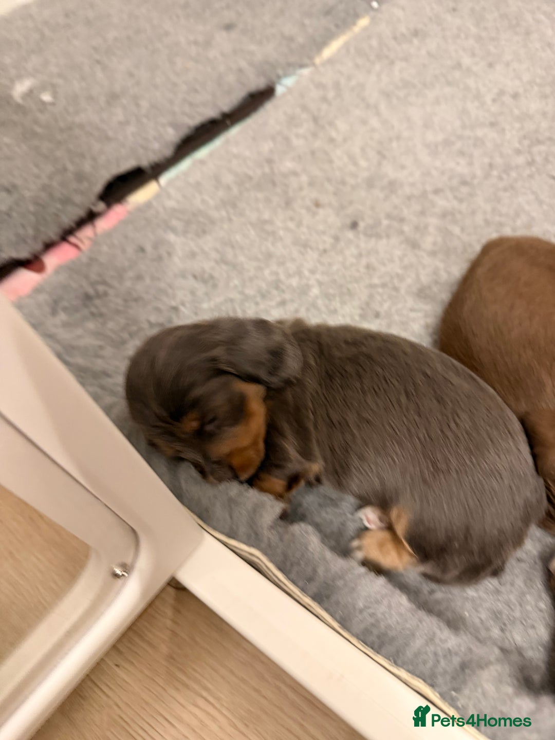 Miniature Dachshund dogs for sale: Gorgeous blue long haired dachshund 💙💗 - Advert 6