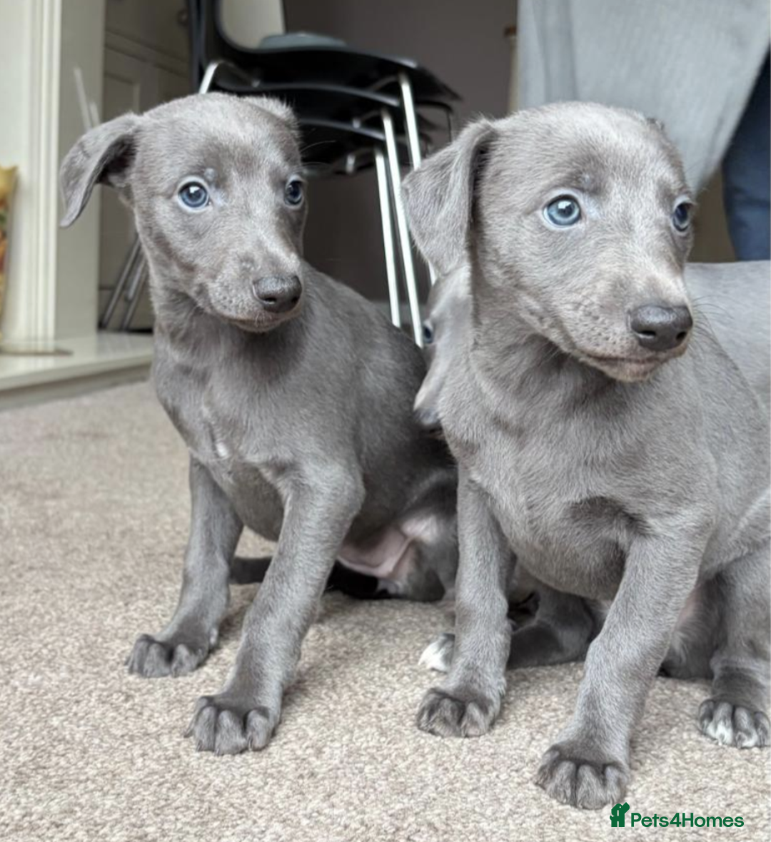 Whippet dogs for sale: Blue whippets - Advert 2