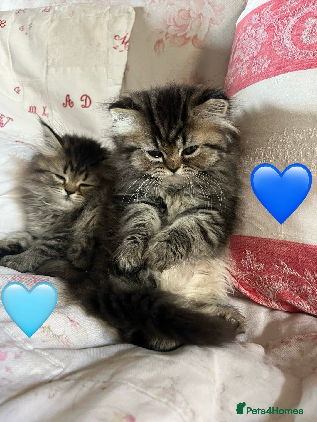 British Longhair cats for sale: 3 Adorable British Longhair x Persian Kittens  - Image 2