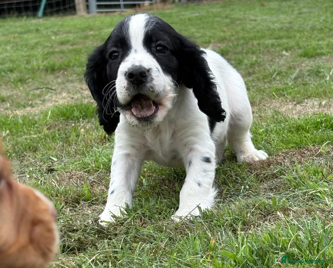 Cocker Spaniel dogs for sale: Wonderful Working Cocker Spaniel Puppies. 3 Boys - Image 5