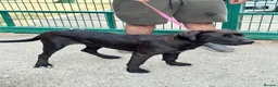 Cane Corso dogs for sale: 1 male 1 female cane  in Romford - Advert 7