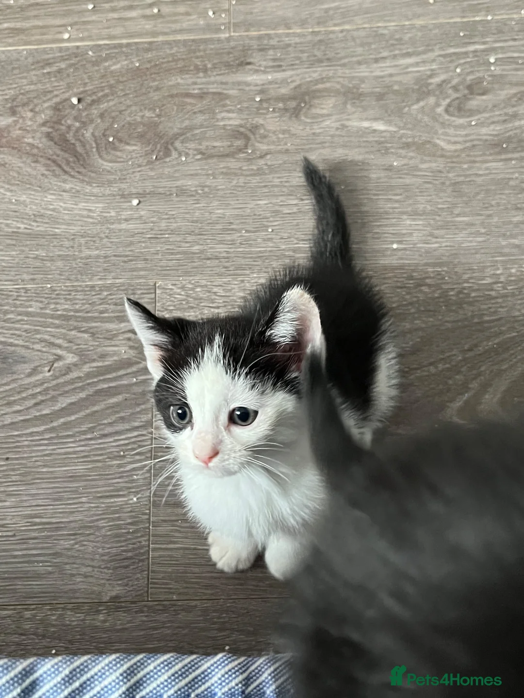 Mixed Breed cats for sale: 8 Week Old Kittens 2 Males, 1 Female - Advert 2
