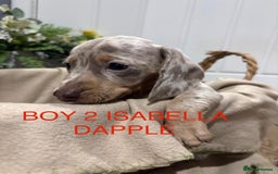 Miniature Dachshund dogs for sale: **MINIATURE DACHSHUND PUPPIES **  - Image 10